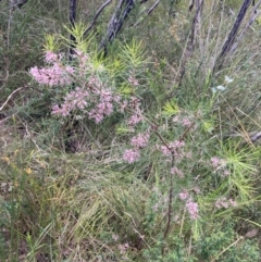 Hakea decurrens at Mallacoota, VIC - 10 Sep 2023