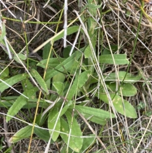 Coronidium scorpioides at Mallacoota, VIC - 10 Sep 2023