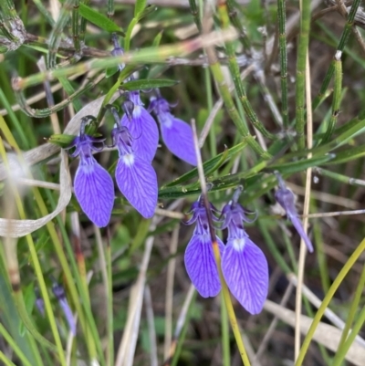 Pigea vernonii (Spade Flower) at Mallacoota, VIC - 10 Sep 2023 by AnneG1
