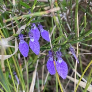 Hybanthus vernonii (Spade Flower) at Mallacoota, VIC by AnneG1