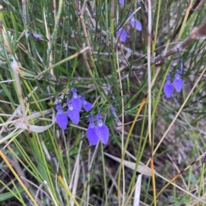 Pigea vernonii at Mallacoota, VIC - 10 Sep 2023