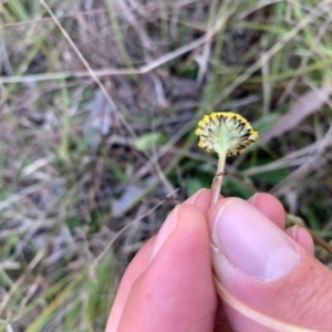 Craspedia variabilis at Sutton, NSW - suppressed