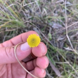 Craspedia variabilis at Sutton, NSW - 15 Sep 2023