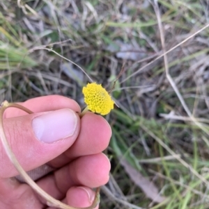 Craspedia variabilis at Sutton, NSW - suppressed