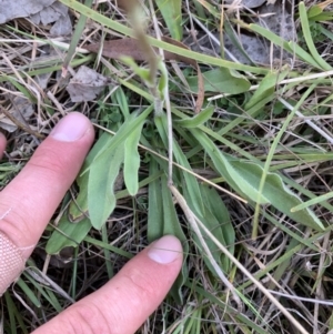 Craspedia variabilis at Sutton, NSW - suppressed