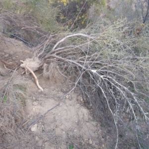 Sus scrofa at Tuggeranong, ACT - suppressed