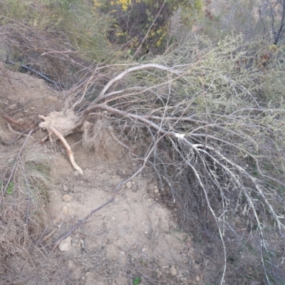 Sus scrofa (Feral Pig) at Tuggeranong, ACT - 17 Sep 2023 by HelenCross