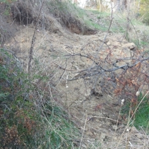 Sus scrofa at Tuggeranong, ACT - suppressed