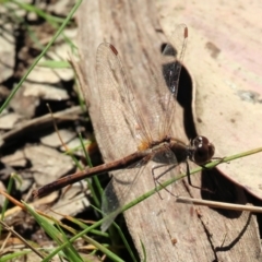 Diplacodes bipunctata (Wandering Percher) at WREN Reserves - 16 Sep 2023 by KylieWaldon