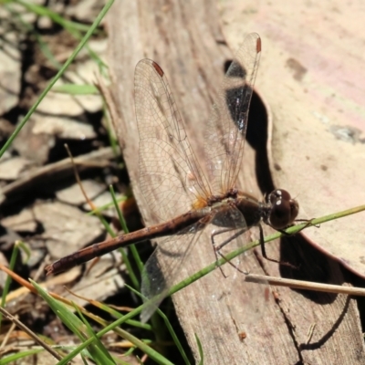 Diplacodes bipunctata (Wandering Percher) at Wodonga, VIC - 16 Sep 2023 by KylieWaldon