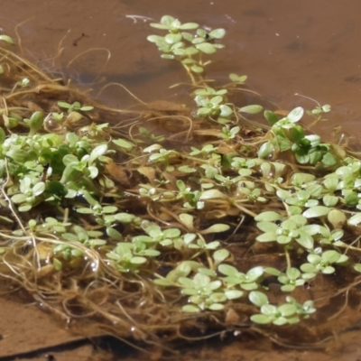 Callitriche stagnalis (Common Starwort) at WREN Reserves - 16 Sep 2023 by KylieWaldon