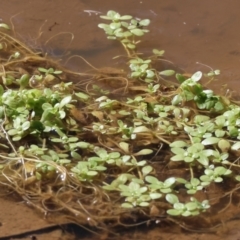 Callitriche stagnalis (Common Starwort) at Wodonga, VIC - 16 Sep 2023 by KylieWaldon