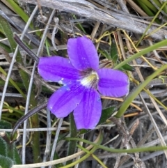 Scaevola ramosissima (Hairy Fan-flower) at Mallacoota, VIC - 10 Sep 2023 by AnneG1