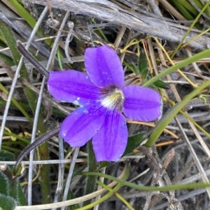 Scaevola ramosissima at Mallacoota, VIC - 10 Sep 2023 11:21 AM