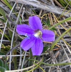 Scaevola ramosissima at Mallacoota, VIC - 10 Sep 2023