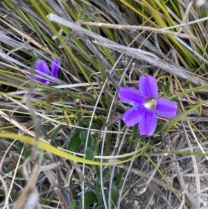 Scaevola ramosissima at Mallacoota, VIC - 10 Sep 2023