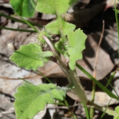 Arctotheca calendula at Wodonga, VIC - 16 Sep 2023
