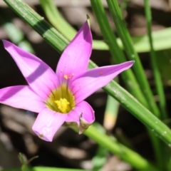 Romulea rosea var. australis (Onion Grass) at Wodonga, VIC - 16 Sep 2023 by KylieWaldon