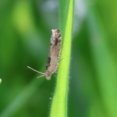 Unidentified Moth (Lepidoptera) at Wodonga, VIC - 16 Sep 2023 by KylieWaldon