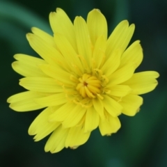 Taraxacum sp. at Wodonga - 16 Sep 2023 by KylieWaldon