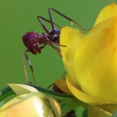 Iridomyrmex purpureus at Wodonga - 16 Sep 2023 by KylieWaldon