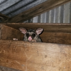 Trichosurus vulpecula (Common Brushtail Possum) at QPRC LGA - 17 Sep 2023 by MatthewFrawley