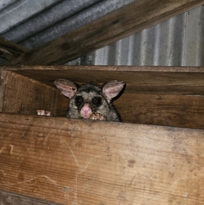 Trichosurus vulpecula (Common Brushtail Possum) at QPRC LGA - 17 Sep 2023 by MatthewFrawley