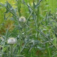 Cirsium vulgare (Spear Thistle) at Wodonga - 16 Sep 2023 by KylieWaldon