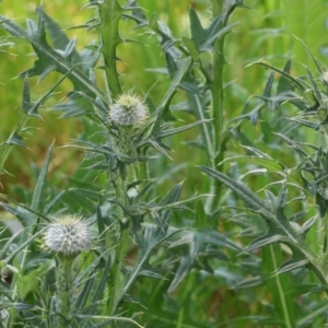 Cirsium vulgare at Wodonga, VIC - 16 Sep 2023 10:57 AM