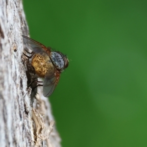 Calliphora stygia at Wodonga, VIC - 16 Sep 2023 10:56 AM