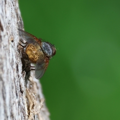 Calliphora stygia (Brown blowfly or Brown bomber) at Wodonga, VIC - 16 Sep 2023 by KylieWaldon