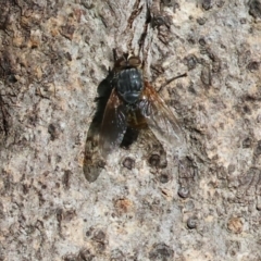 Calliphora stygia at Wodonga, VIC - 16 Sep 2023