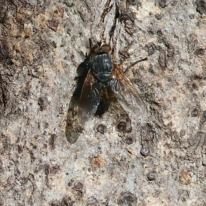 Calliphora stygia at Wodonga, VIC - 16 Sep 2023 10:56 AM