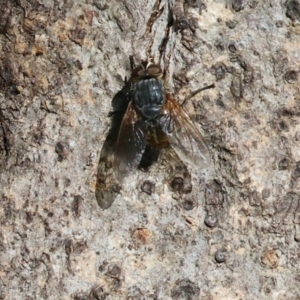 Calliphora stygia at Wodonga, VIC - 16 Sep 2023