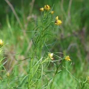 Xerochrysum viscosum at Wodonga, VIC - 16 Sep 2023 10:59 AM