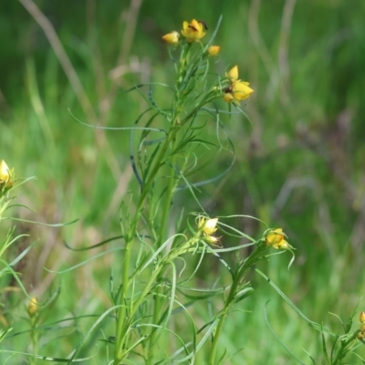 Xerochrysum viscosum (Sticky Everlasting) at Wodonga - 16 Sep 2023 by KylieWaldon