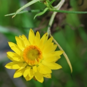 Xerochrysum viscosum at Wodonga, VIC - 16 Sep 2023 10:59 AM