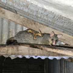 Trichosurus vulpecula (Common Brushtail Possum) at QPRC LGA - 17 Sep 2023 by MatthewFrawley