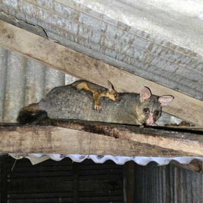 Trichosurus vulpecula (Common Brushtail Possum) at Braidwood, NSW - 17 Sep 2023 by MatthewFrawley