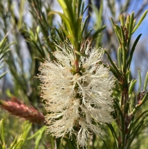 Melaleuca armillaris at Mallacoota, VIC - 10 Sep 2023