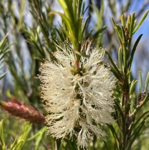 Melaleuca armillaris (Bracelet Honey Myrtle) at Mallacoota, VIC by AnneG1