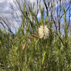 Melaleuca armillaris at Mallacoota, VIC - 10 Sep 2023