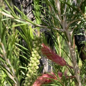 Melaleuca armillaris at Mallacoota, VIC - 10 Sep 2023