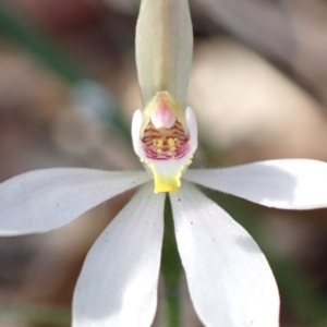 Caladenia carnea at Mallacoota, VIC - suppressed