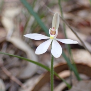 Caladenia carnea at Mallacoota, VIC - suppressed