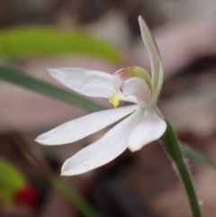 Caladenia carnea at Mallacoota, VIC - 10 Sep 2023