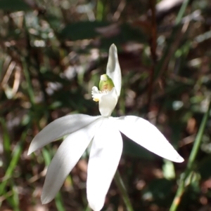 Caladenia catenata at Mallacoota, VIC - suppressed