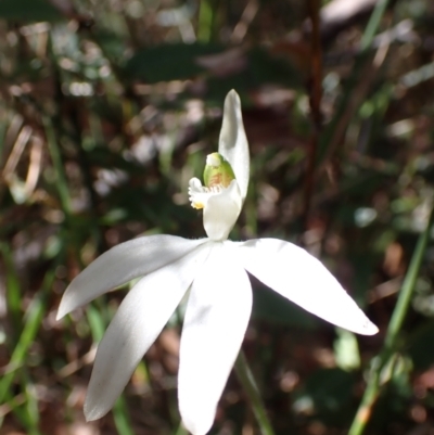 Caladenia catenata (White Fingers) at Mallacoota Bushland Reserve - 10 Sep 2023 by AnneG1