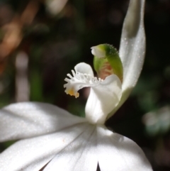 Caladenia catenata at Mallacoota, VIC - suppressed