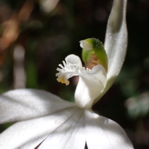 Caladenia catenata at Mallacoota, VIC - suppressed